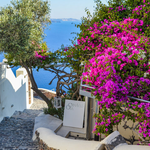 white-signage-beside-purple-bougainvillea-beside-body-of-1029021